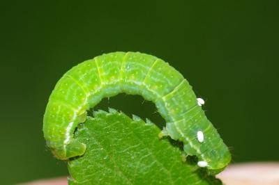 <i>Epirrita</i>