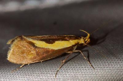 <i>Harpella forficella</i>