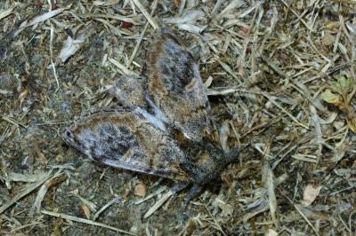 <i>Notodonta tritophus</i>