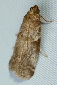 <i>Acrobasis fallouella/glaucella</i>