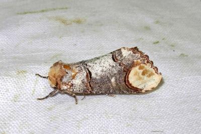 <i>Phalera bucephala</i>