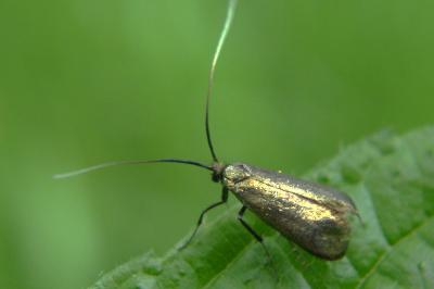 <i>Adela reaumurella</i>