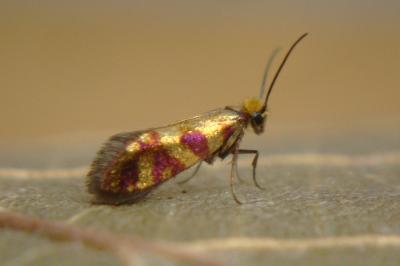 <i>Micropterix tunbergella</i>