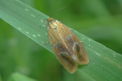 <i>Ptycholoma lecheana</i>