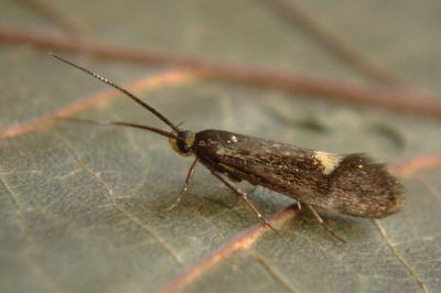 <i>Esperia sulphurella</i>