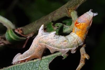 <i>Notodonta ziczac</i>