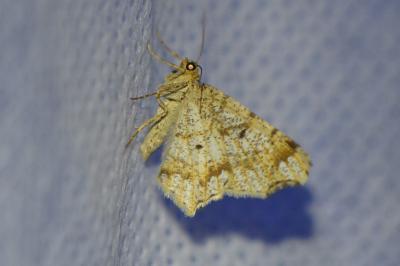 <i>Macaria notata</i>