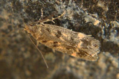 <i>Bryotropha</i>