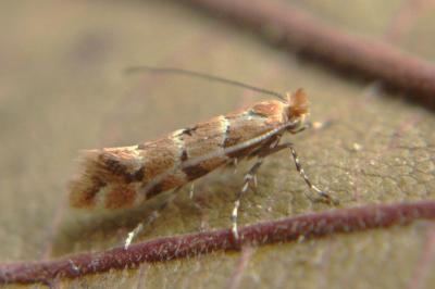 <i>Phyllonorycter trifasciella</i>