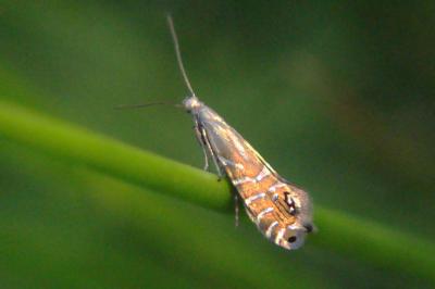 <i>Glyphipterix thrasonella</i>