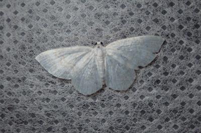 <i>Asthena albulata</i>