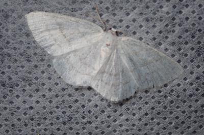 <i>Cabera exanthemata</i>