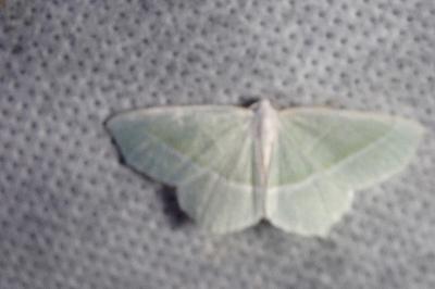<i>Campaea margaritaria</i>