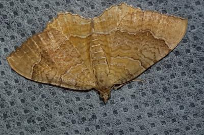 <i>Camptogramma bilineata</i>