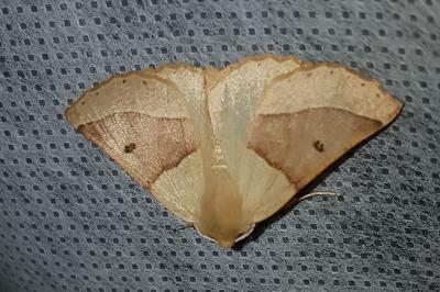 <i>Crocallis elinguaria</i>