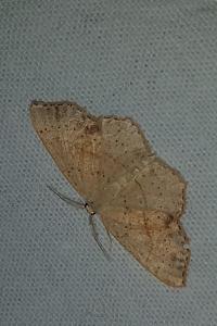 <i>Cyclophora punctaria</i>