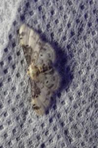 <i>Idaea filicata</i>
