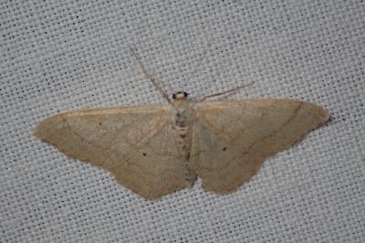 <i>Idaea straminata</i>