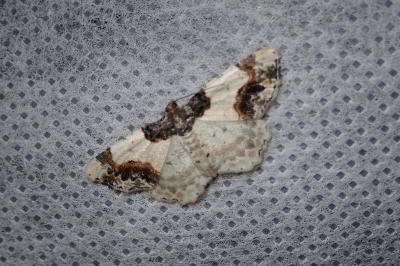 <i>Ligdia adustata</i>