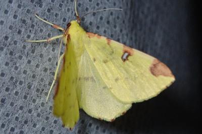 <i>Opisthograptis luteolata</i>