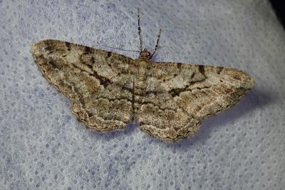 <i>Peribatodes rhomboidaria</i>