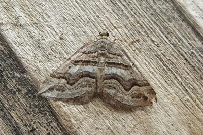 <i>Scotopteryx peribolata</i>