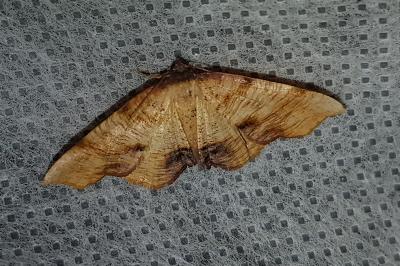 <i>Plagodis dolabraria</i>