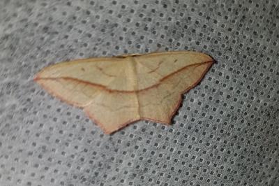 <i>Timandra comae</i>