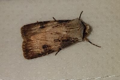 <i>Agrotis puta</i>