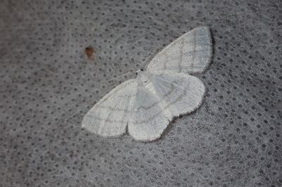 <i>Cabera pusaria</i>