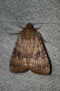 <i>Amphipyra pyramidea</i>