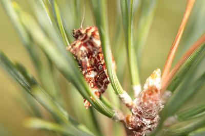 <i>Anarta myrtilli</i>