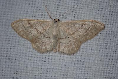 <i>Idaea deversaria</i>