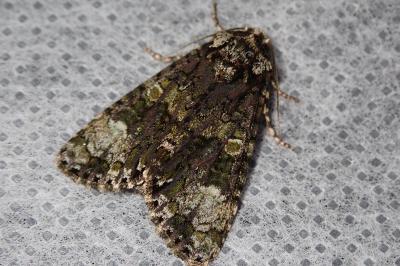 <i>Craniophora ligustri</i>