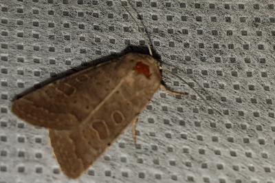 <i>Hoplodrina ambigua</i>