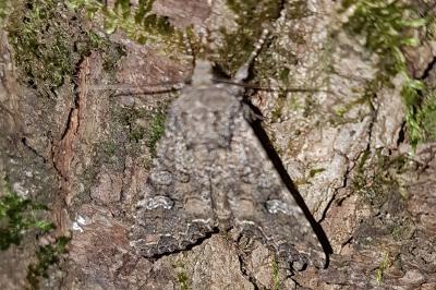 <i>Mamestra brassicae</i>