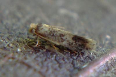 <i>Stigmella</i>