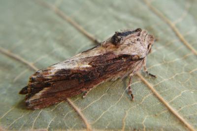 <i>Egira conspicillaris</i>
