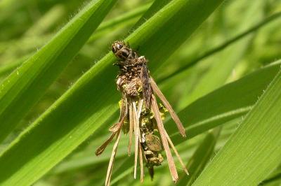 <i>Canephora hirsuta</i>