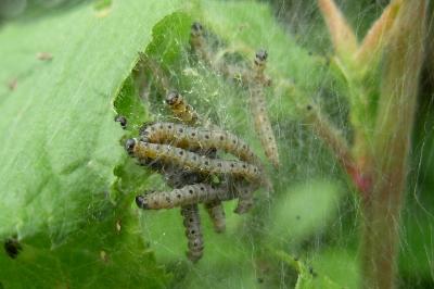 <i>Yponomeuta padella</i>