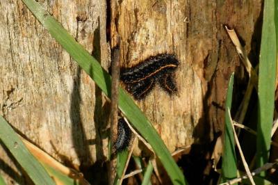 <i>Spiris striata</i>