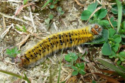 <i>Lasiocampa trifolii</i>