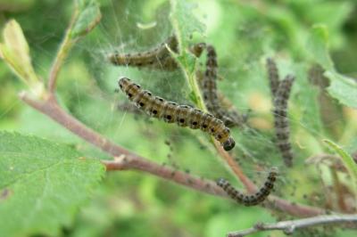 <i>Yponomeuta padella</i>