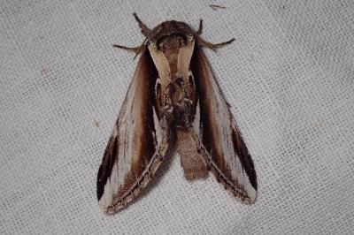 <i>Pheosia gnoma</i>