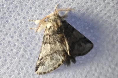 <i>Thaumetopoea processionea</i>