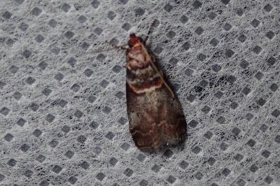 <i>Acrobasis advenella</i>