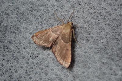 <i>Endotricha flammealis</i>