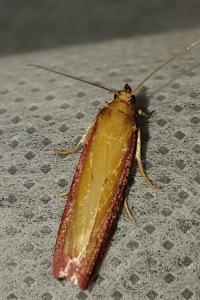 <i>Oncocera semirubella</i>