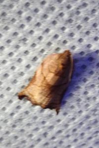 <i>Archips podana</i>