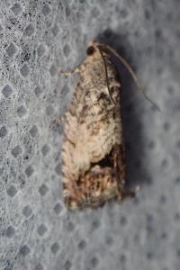 <i>Cydia splendana</i>